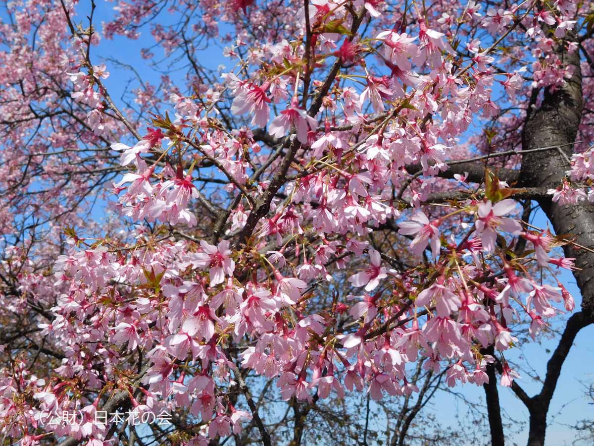 オカメ 桜図鑑 公益財団法人日本花の会