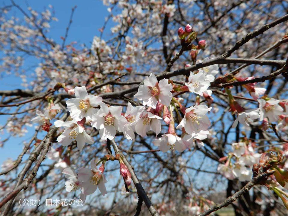 奥丁字桜