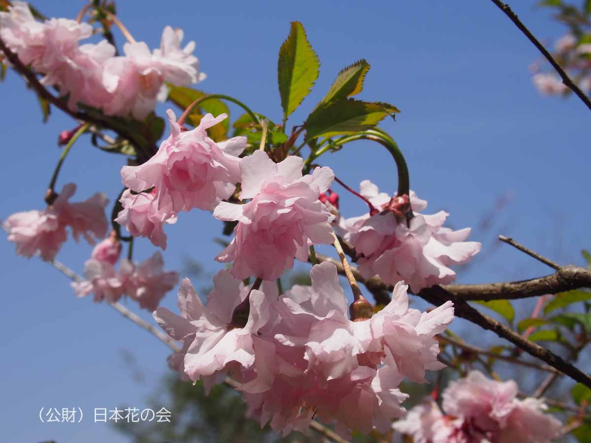 鴛鴦桜 | 桜図鑑｜公益財団法人日本花の会 