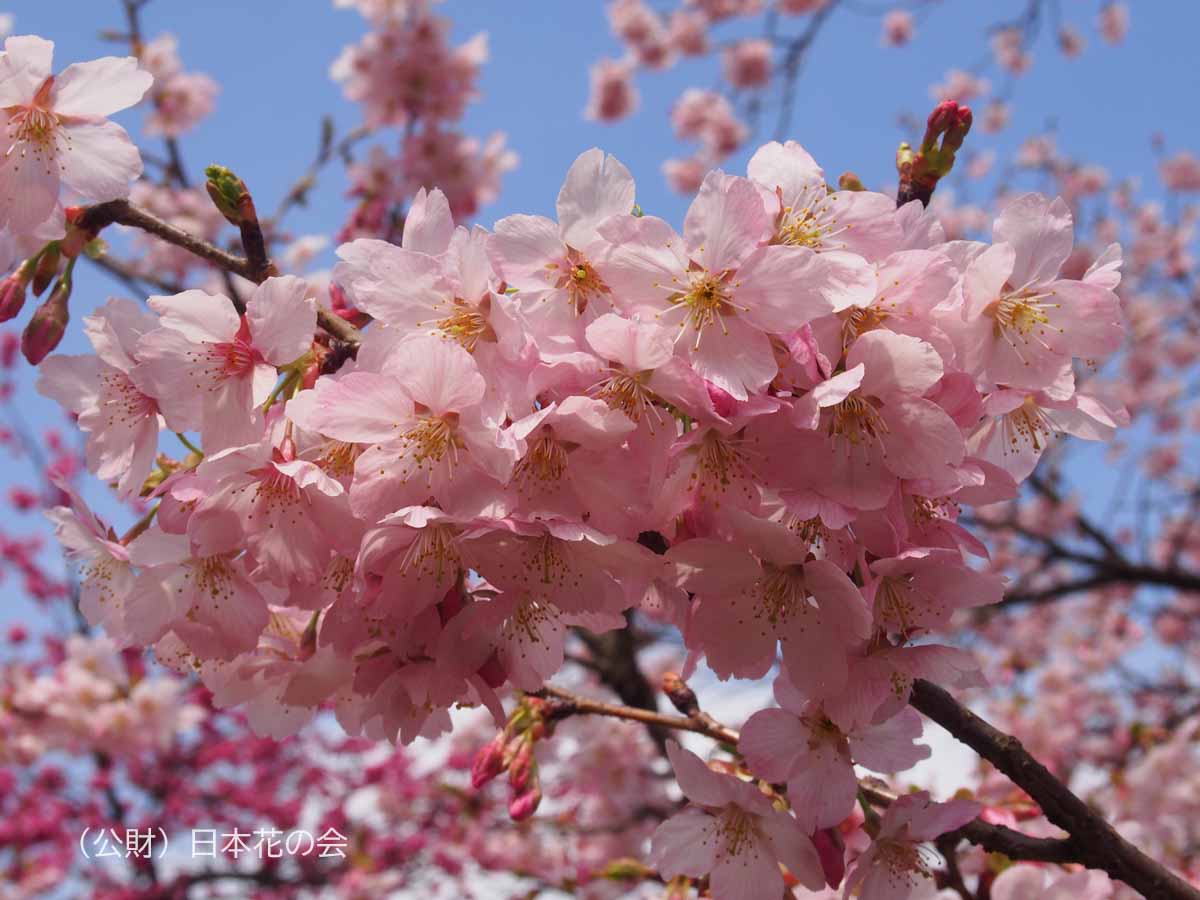 お房桜