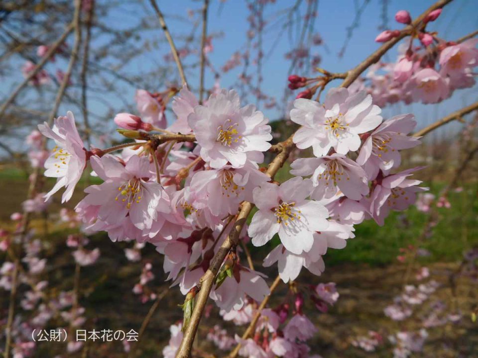 麻績の里舞台桜