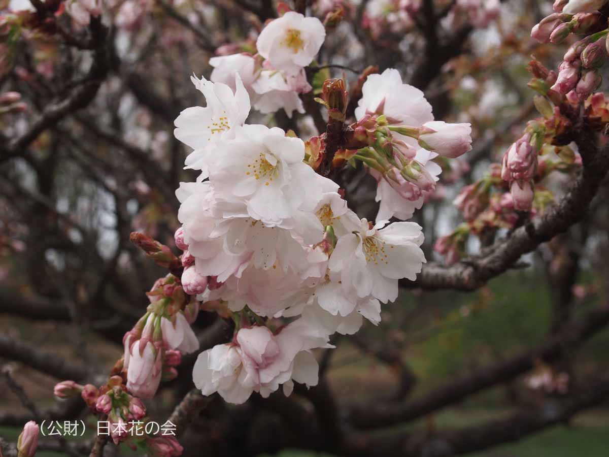 御室 の 桜 – 御室桜とは | 仁和寺の御室桜 – BARN