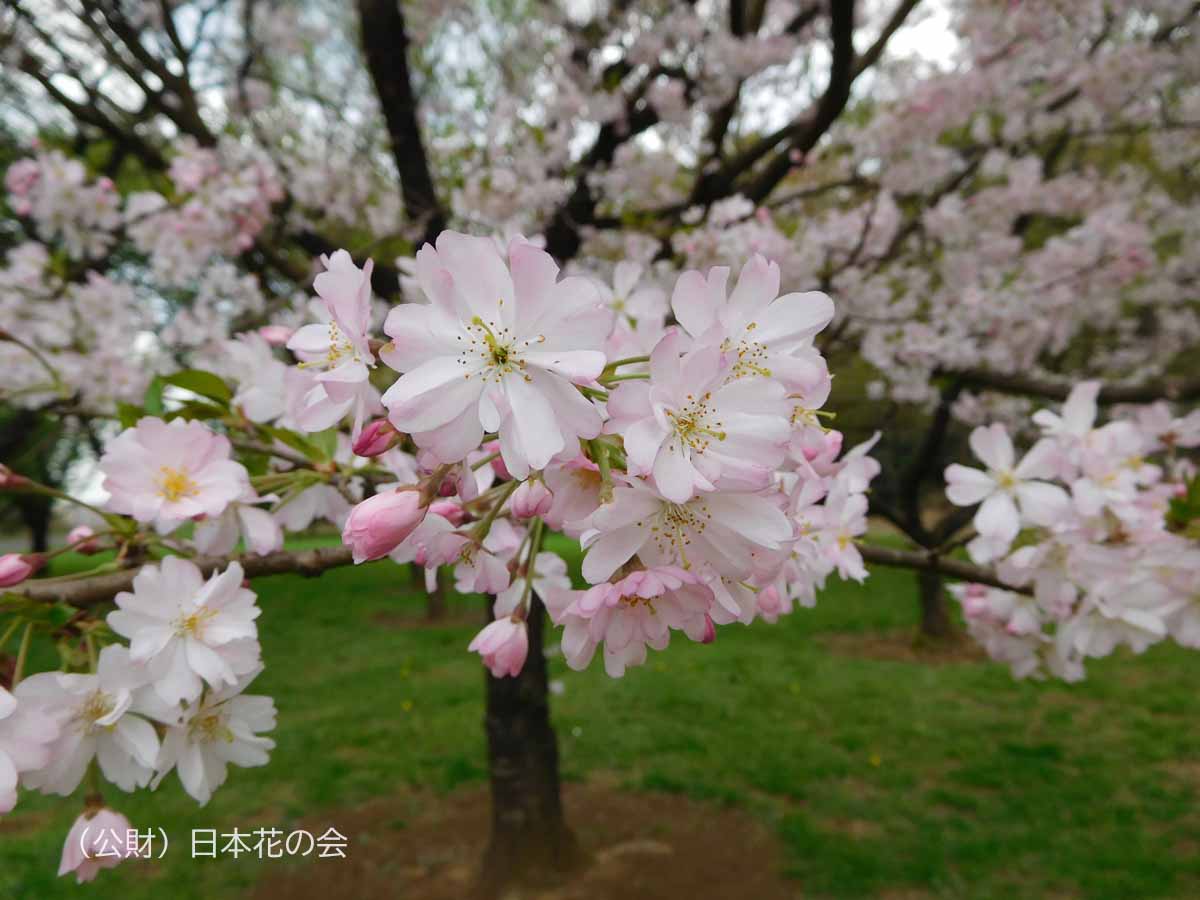 思川 桜図鑑 公益財団法人日本花の会