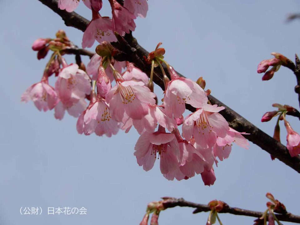 カ行 | 桜図鑑｜公益財団法人日本花の会