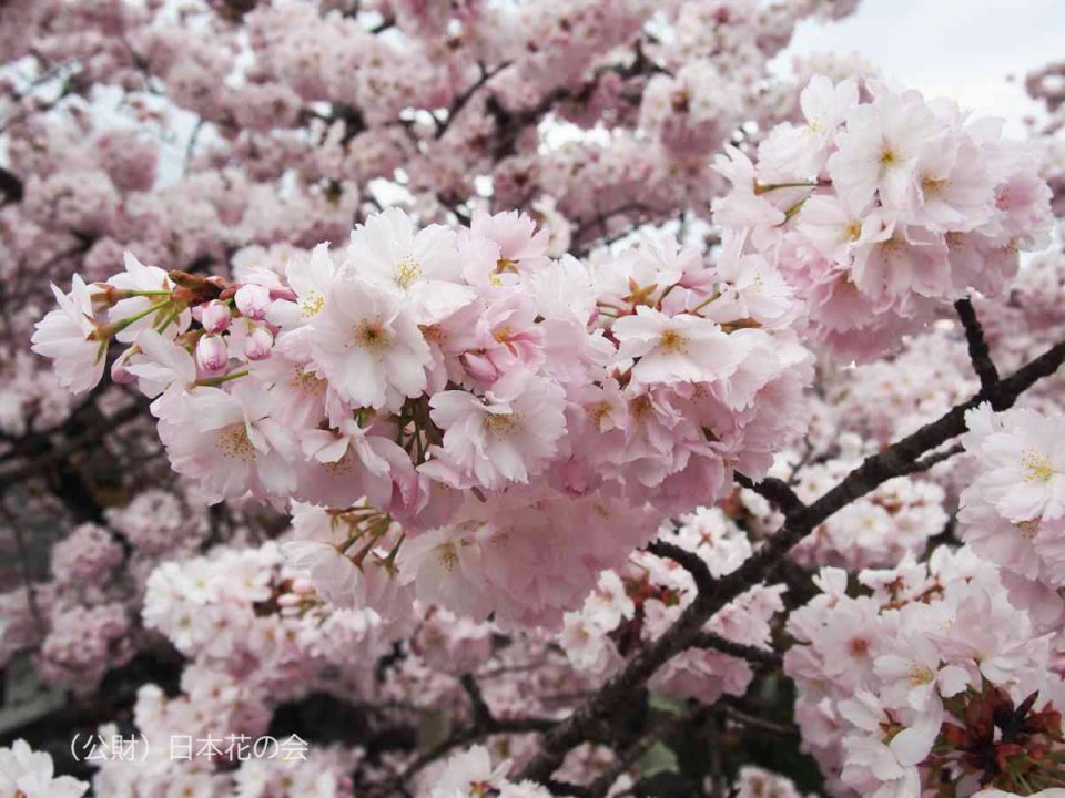 カ行 | 桜図鑑｜公益財団法人日本花の会