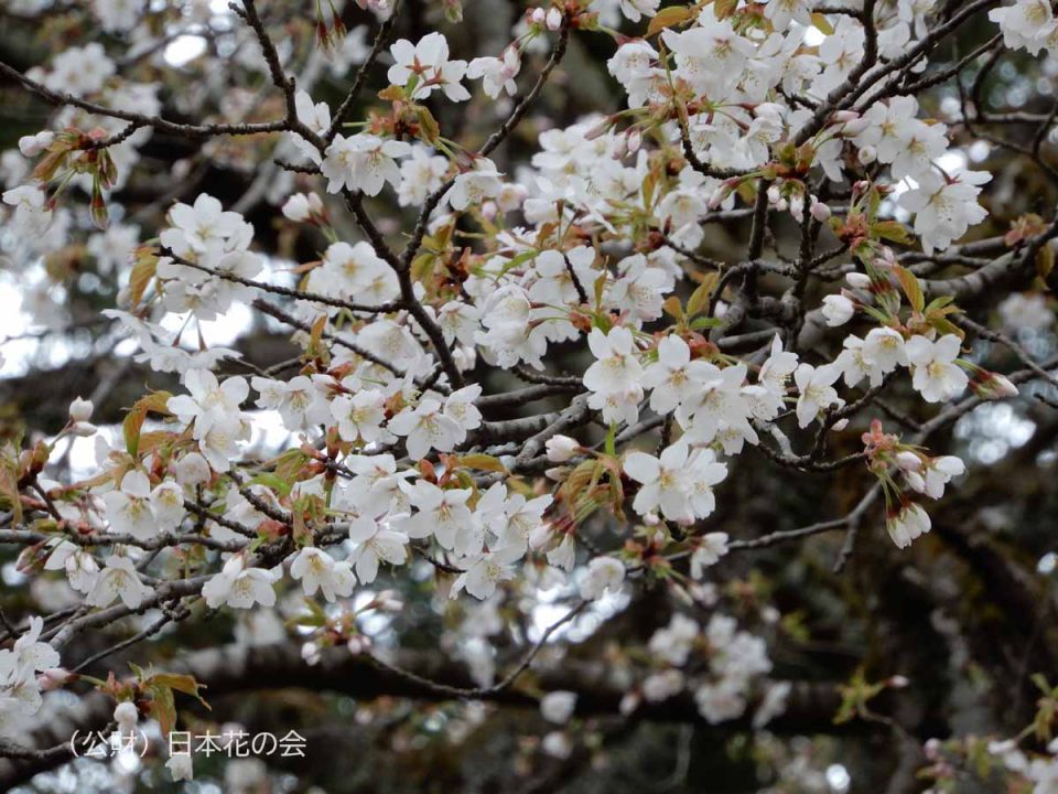 カ行 | 桜図鑑｜公益財団法人日本花の会