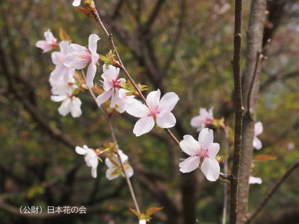 片丘桜