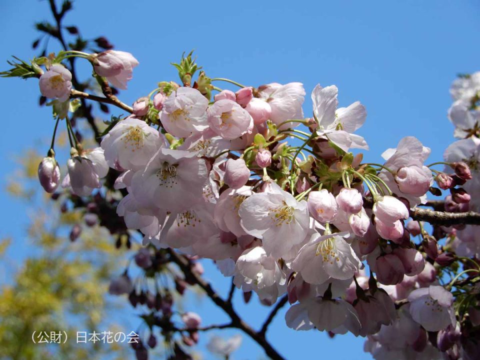 勝浦雛桜