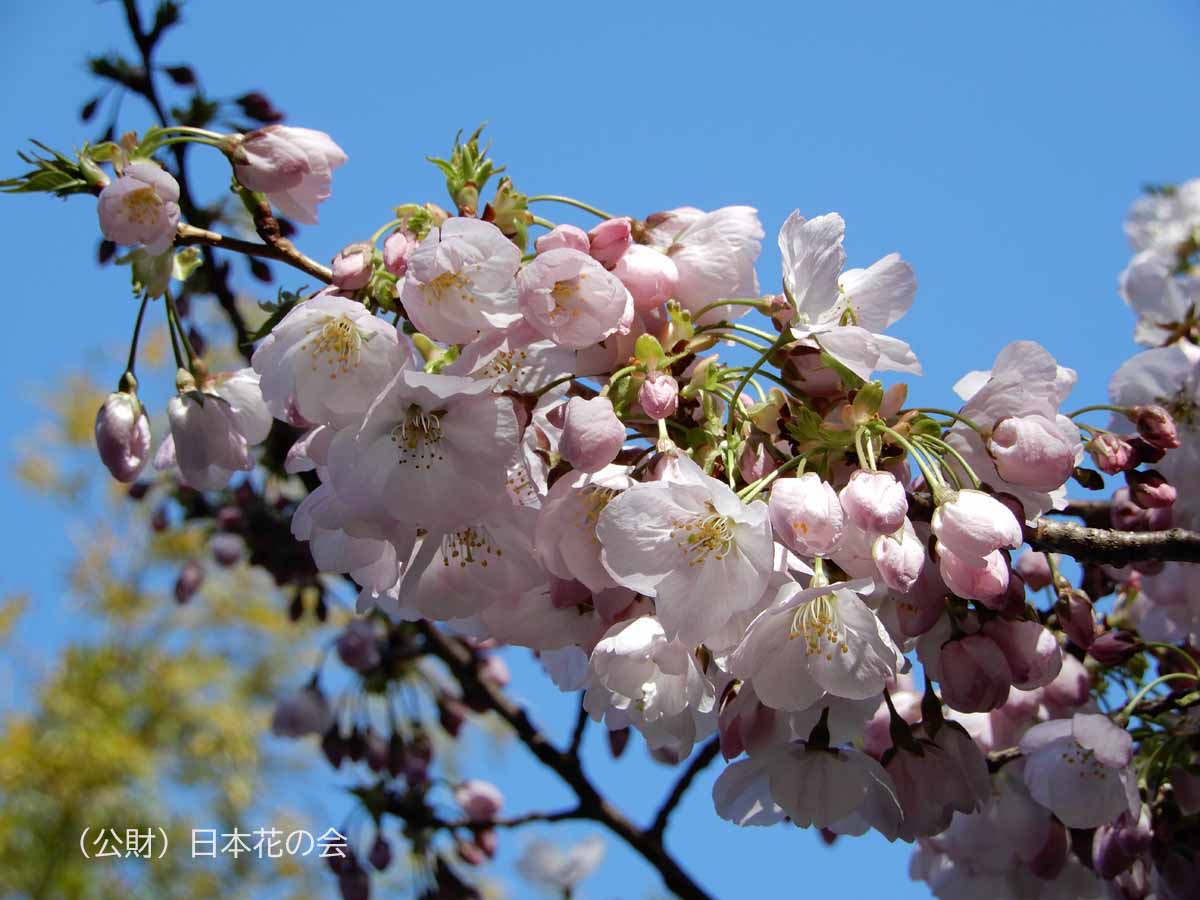 勝浦雛桜