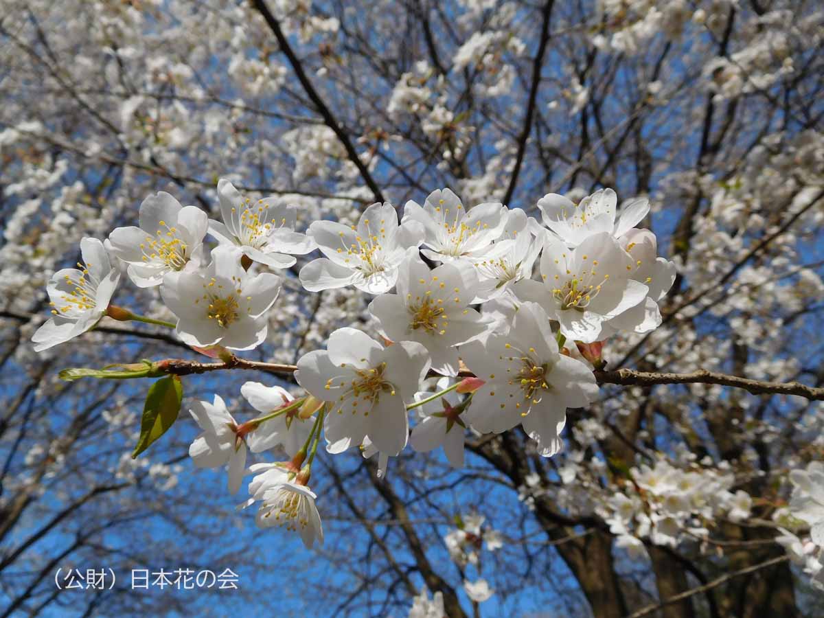 蒲桜 | 桜図鑑｜公益財団法人日本花の会