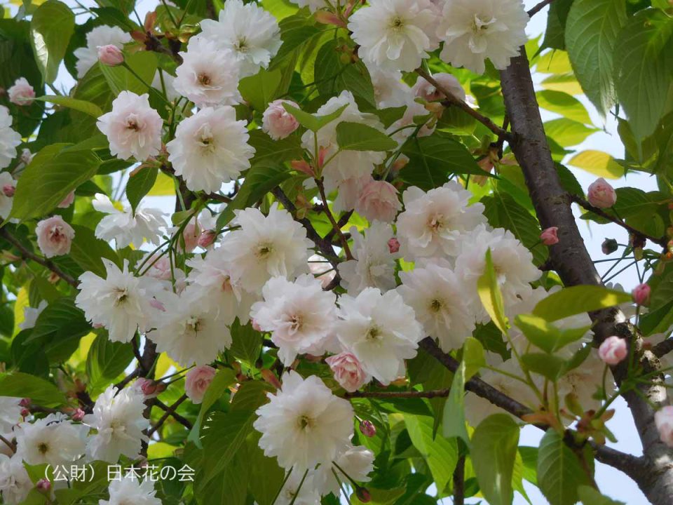 カ行 | 桜図鑑｜公益財団法人日本花の会