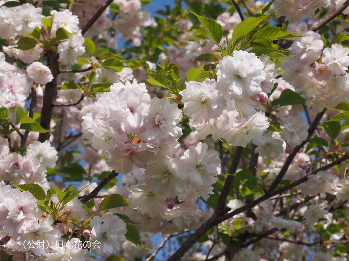 上磯海潮桜