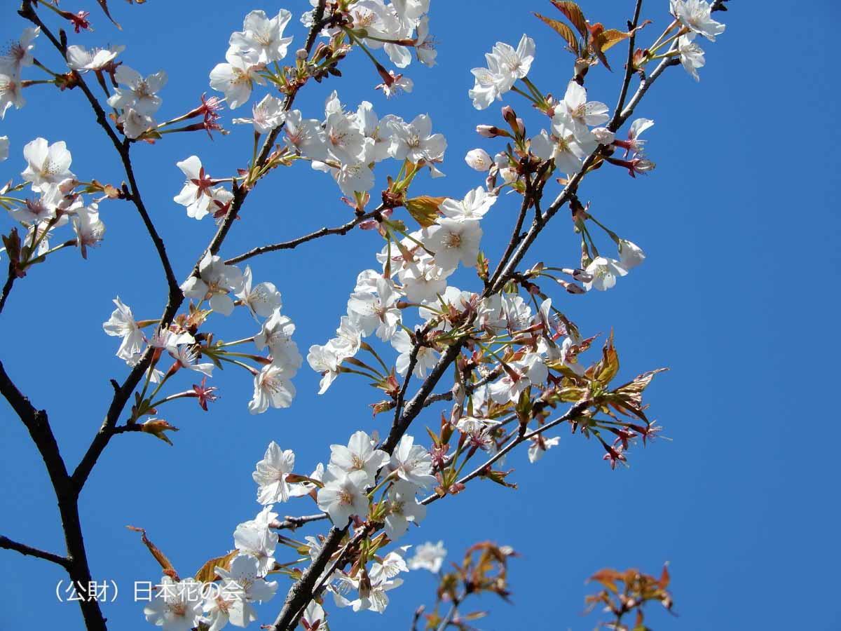 神岡桜