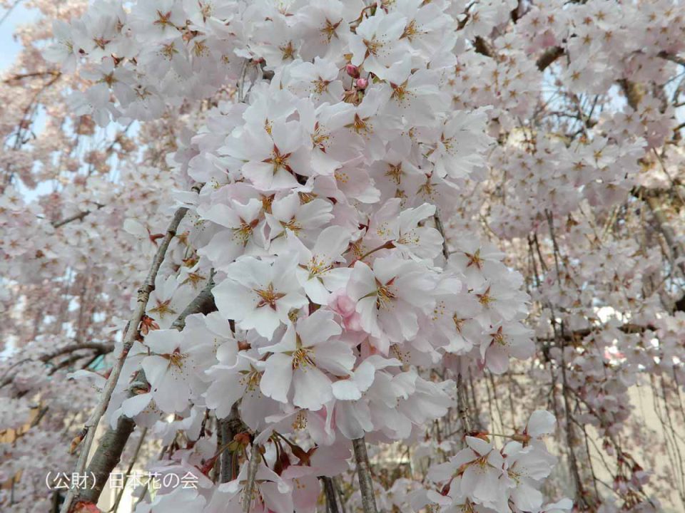 カ行 | 桜図鑑｜公益財団法人日本花の会