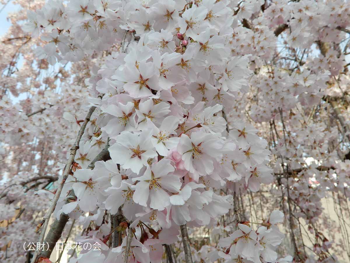 神山枝垂桜