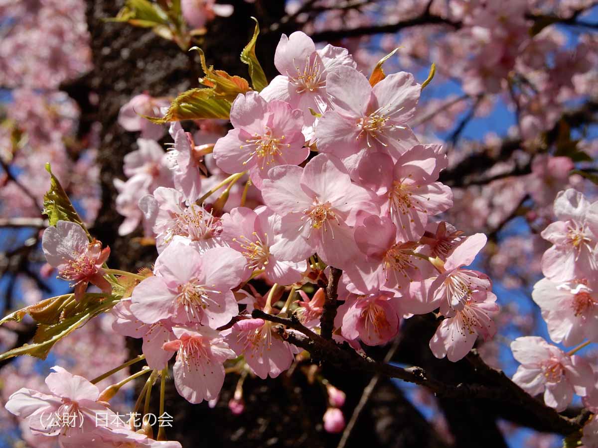 河津桜