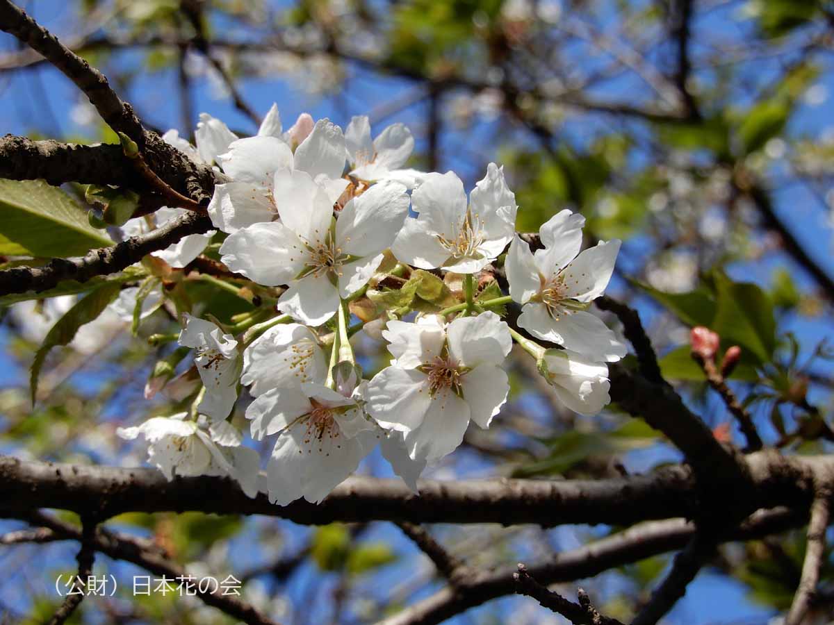 寒咲大島 桜図鑑 公益財団法人日本花の会