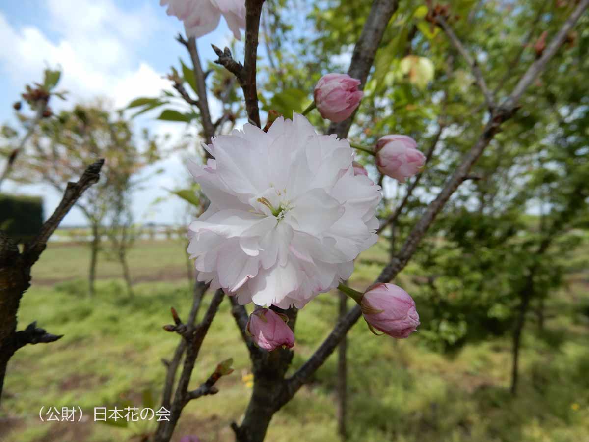 簪桜