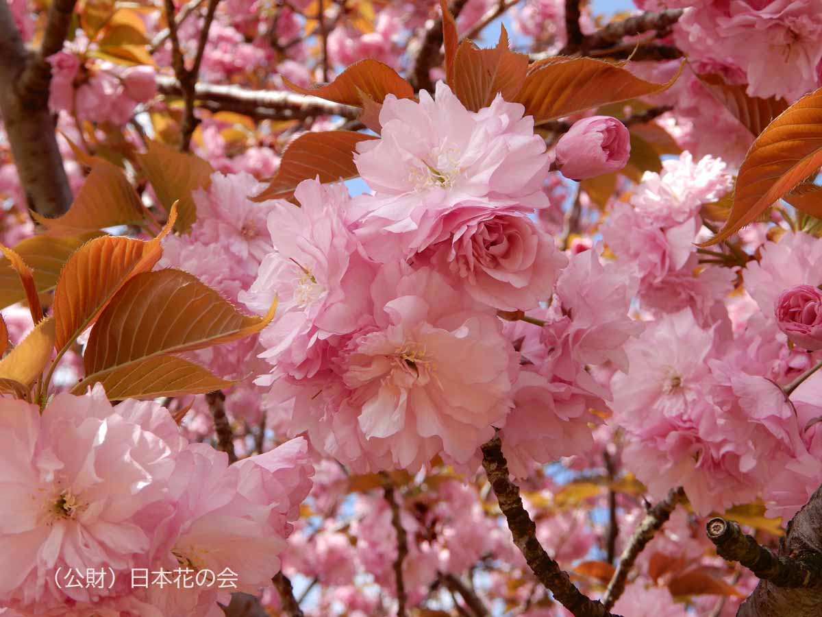 関山 桜図鑑 公益財団法人日本花の会