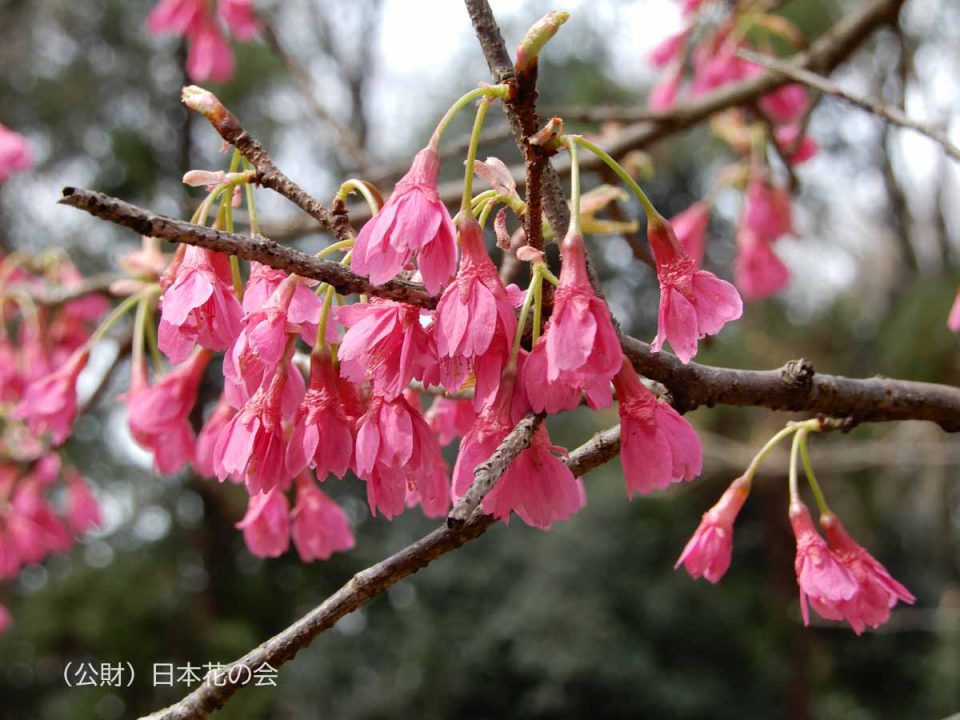 カンヒザクラ 桜図鑑 公益財団法人日本花の会