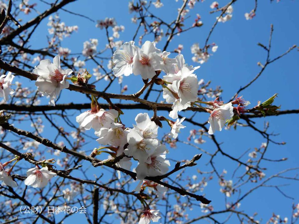 含満桜