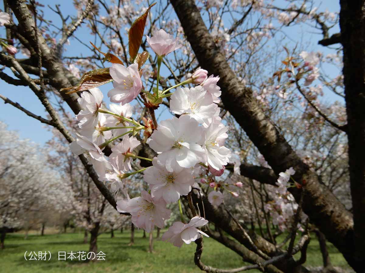 祇王寺祇女桜