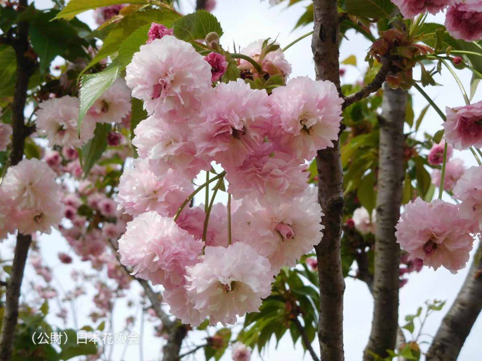 菊桜