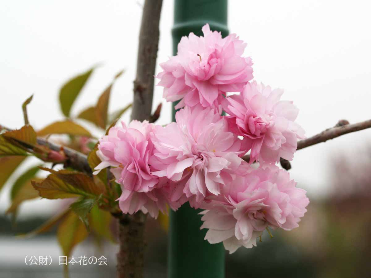 桜菊透し NT-65 ほど近い