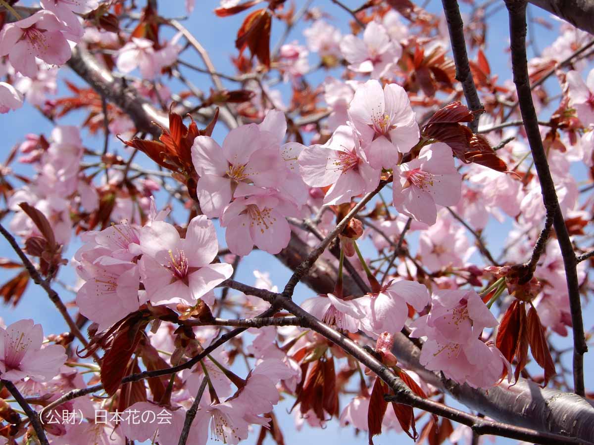 吉祥おとめ桜