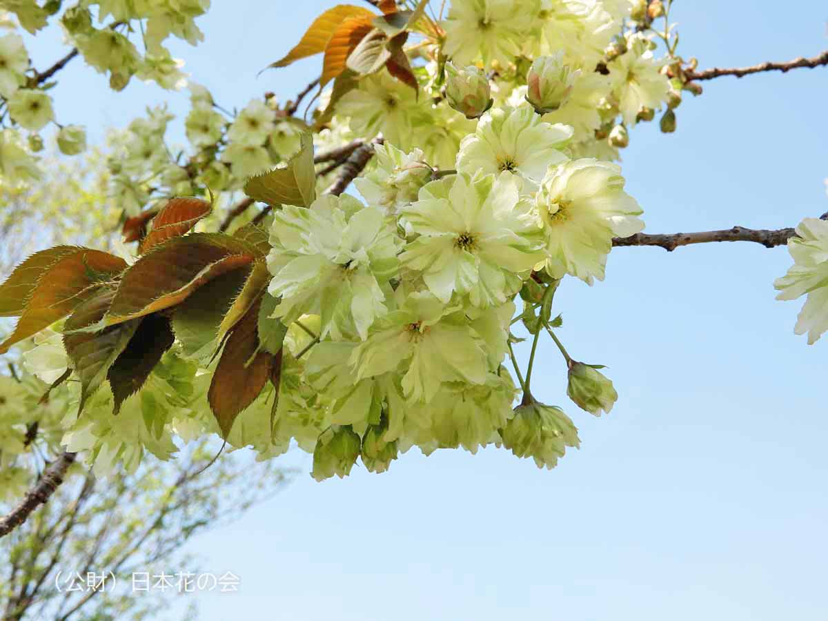 御衣黄 | 桜図鑑｜公益財団法人日本花の会