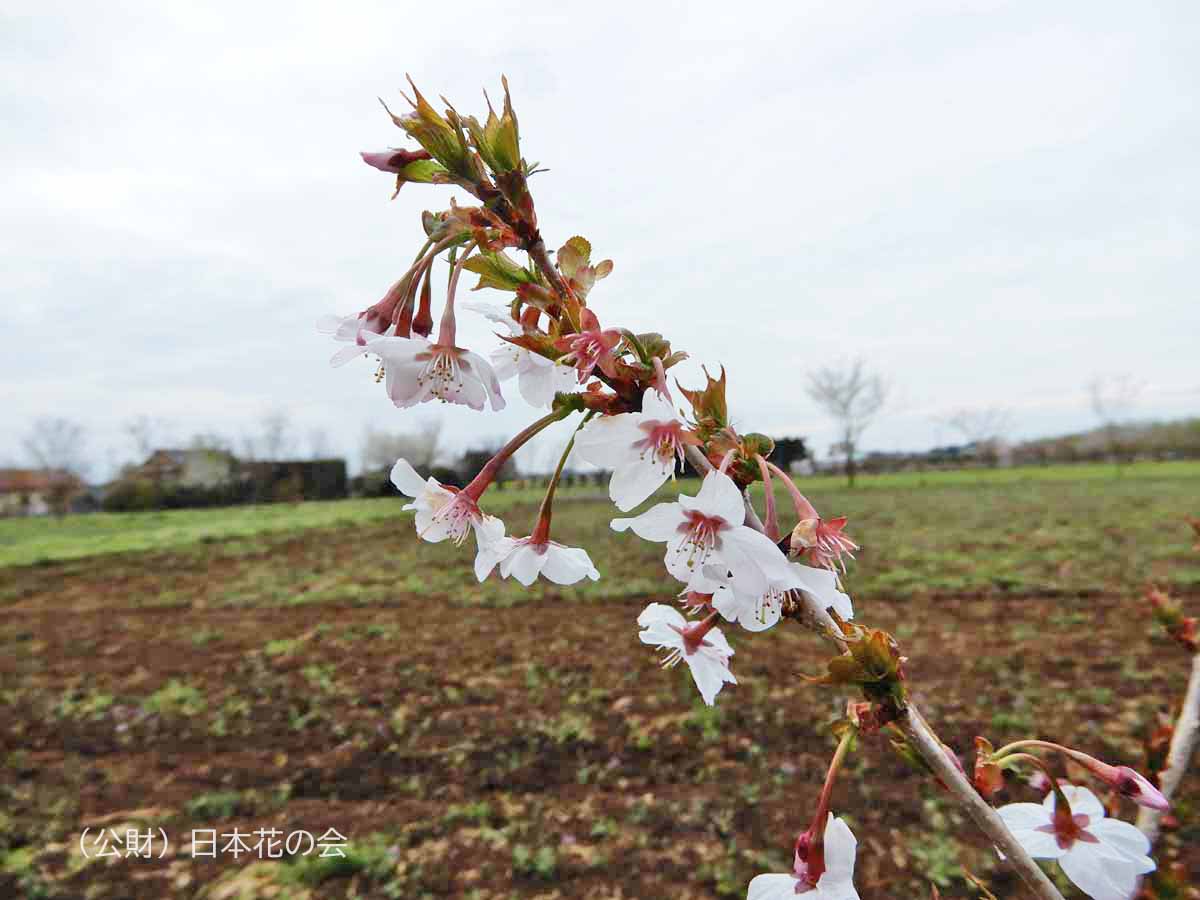 近畿豆桜