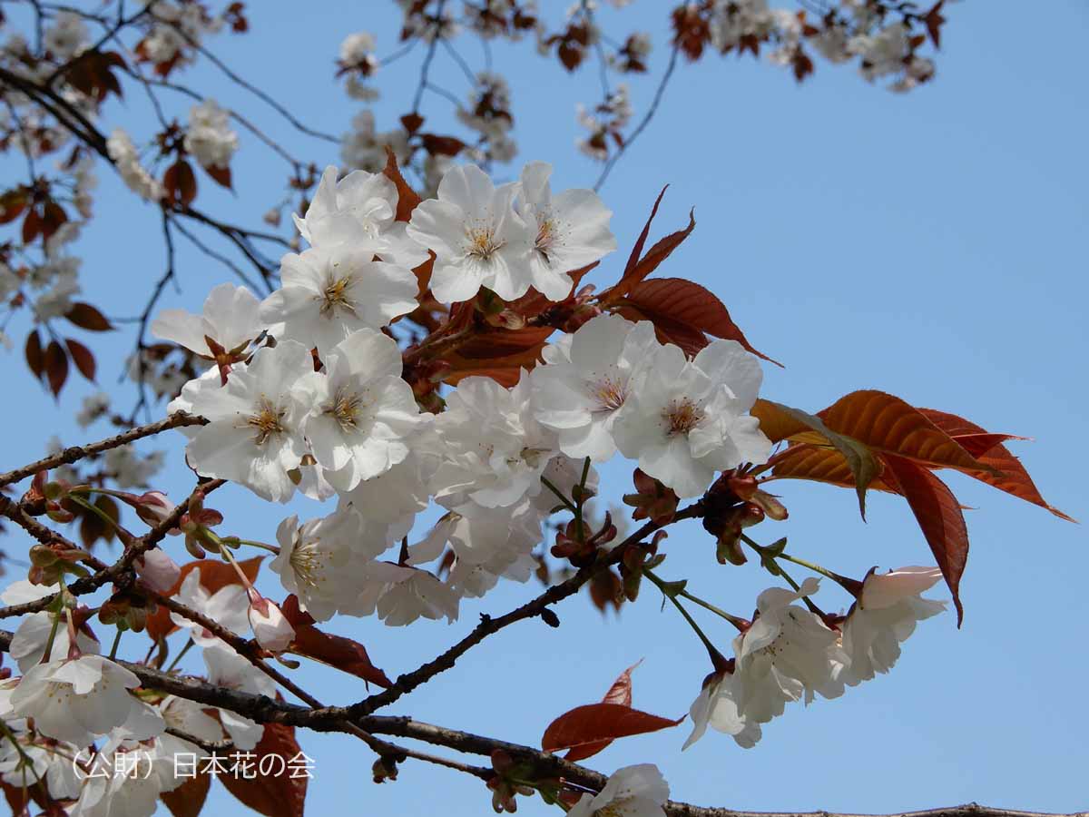 金龍桜