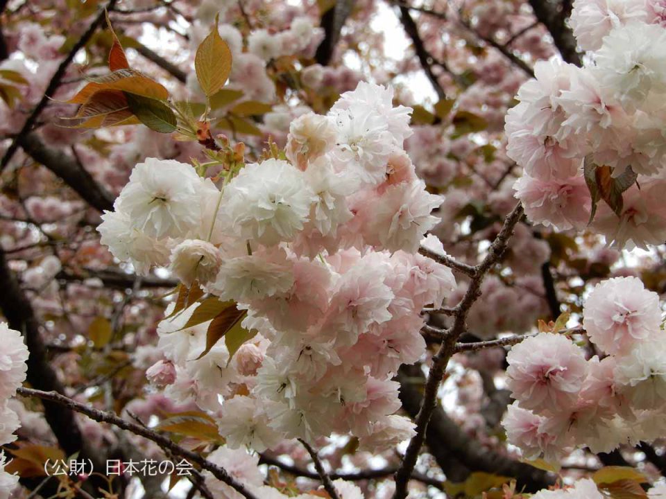 玖島桜