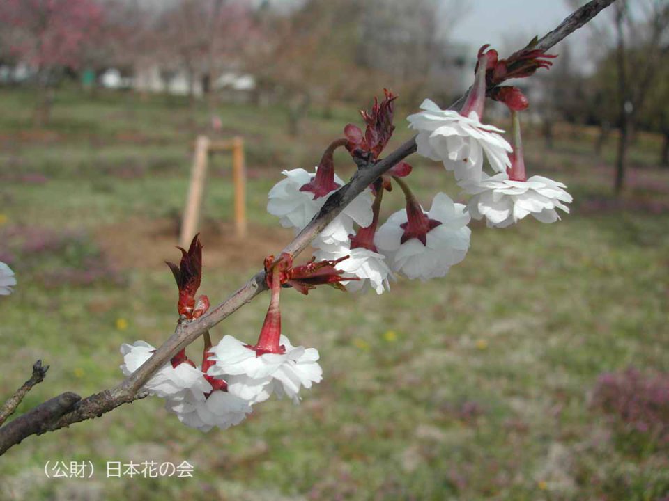 カ行 | 桜図鑑｜公益財団法人日本花の会