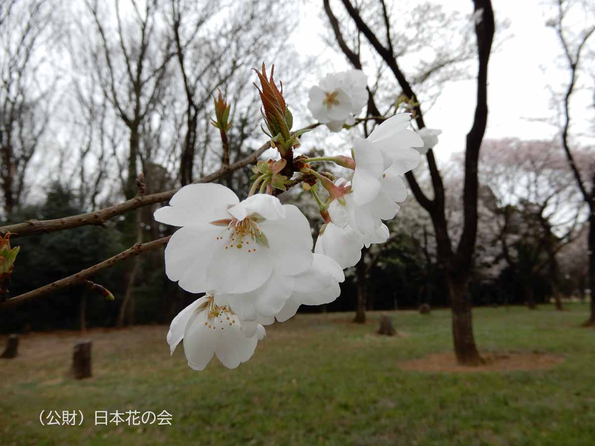 鞍馬桜（肥後吉野）