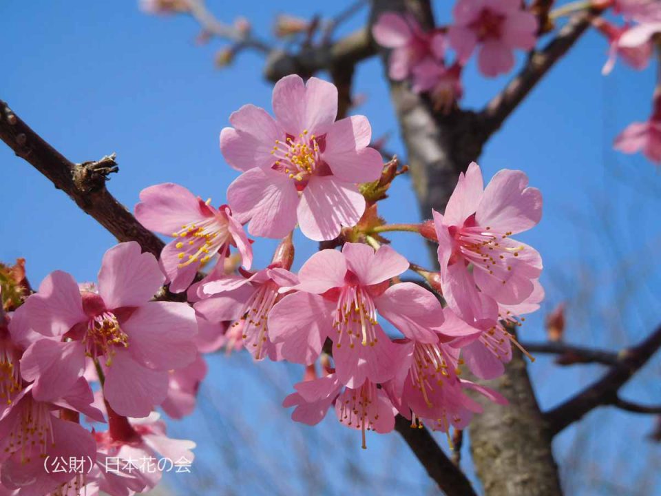 クルサル 桜図鑑 公益財団法人日本花の会