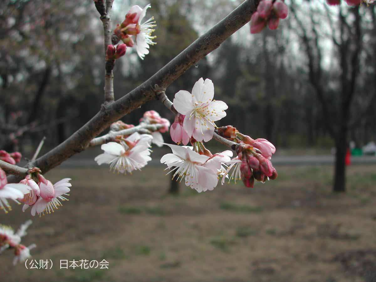 啓翁桜 桜図鑑 公益財団法人日本花の会