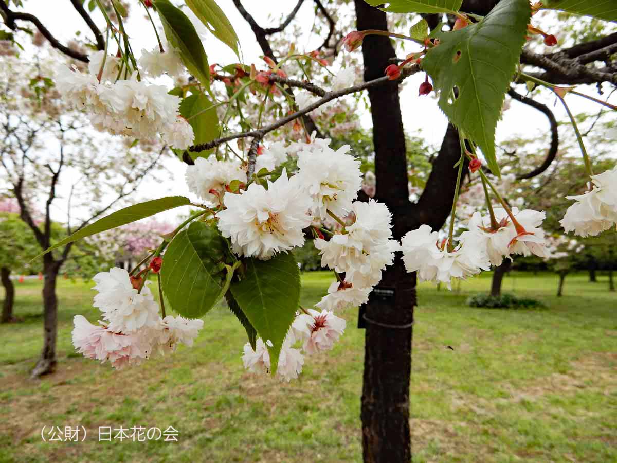 気多の白菊桜