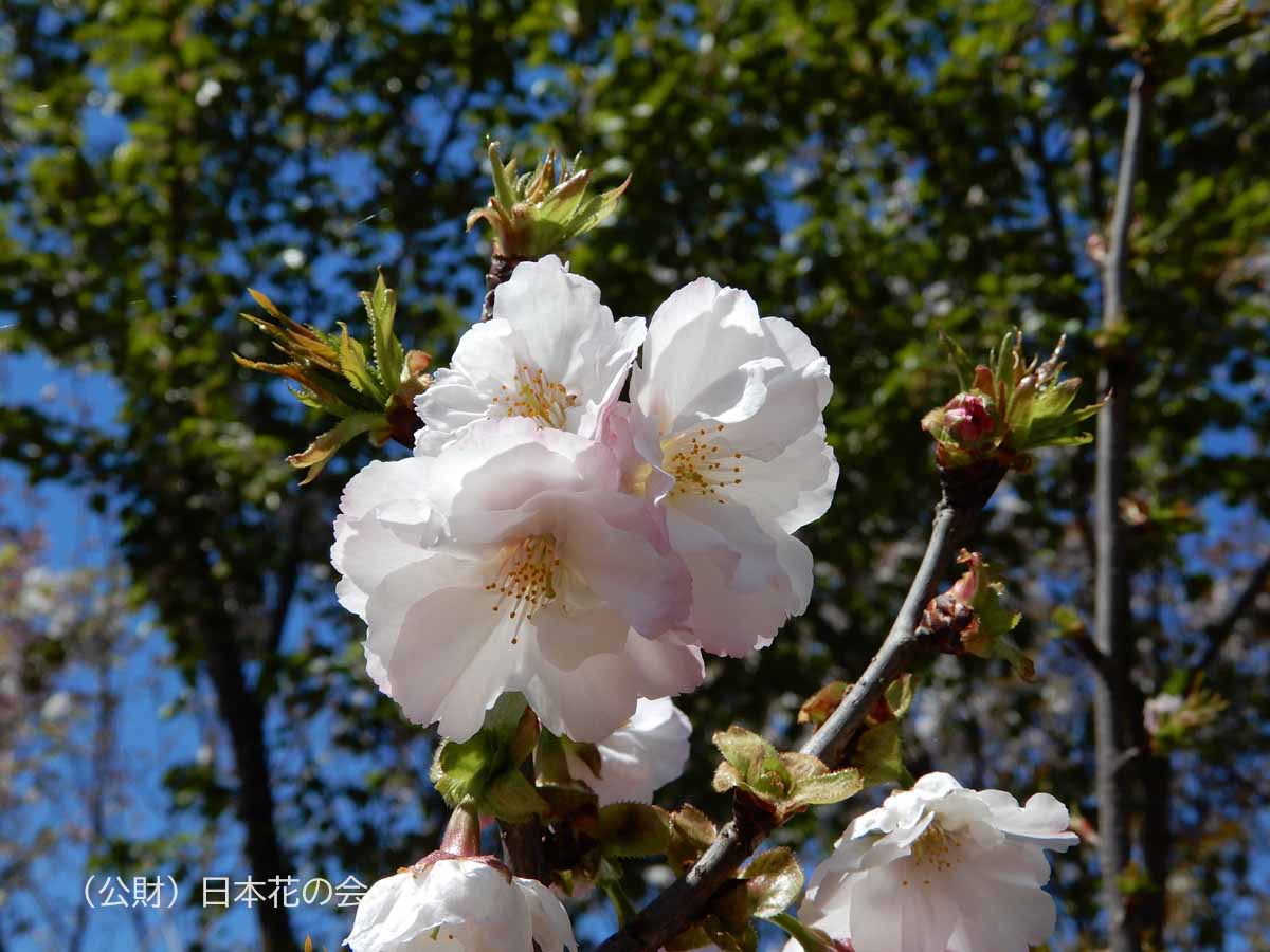 血脈桜原木 | 桜図鑑｜公益財団法人日本花の会