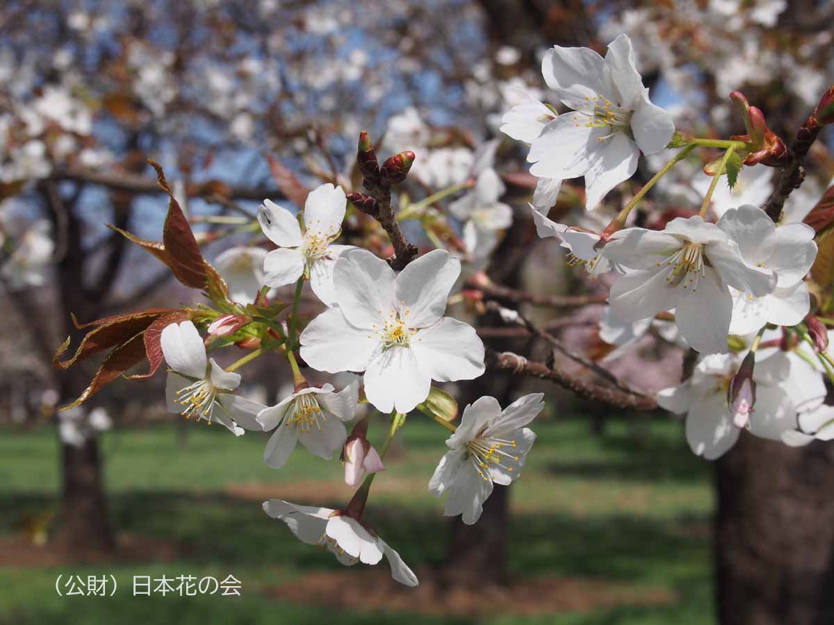 下馬桜異種