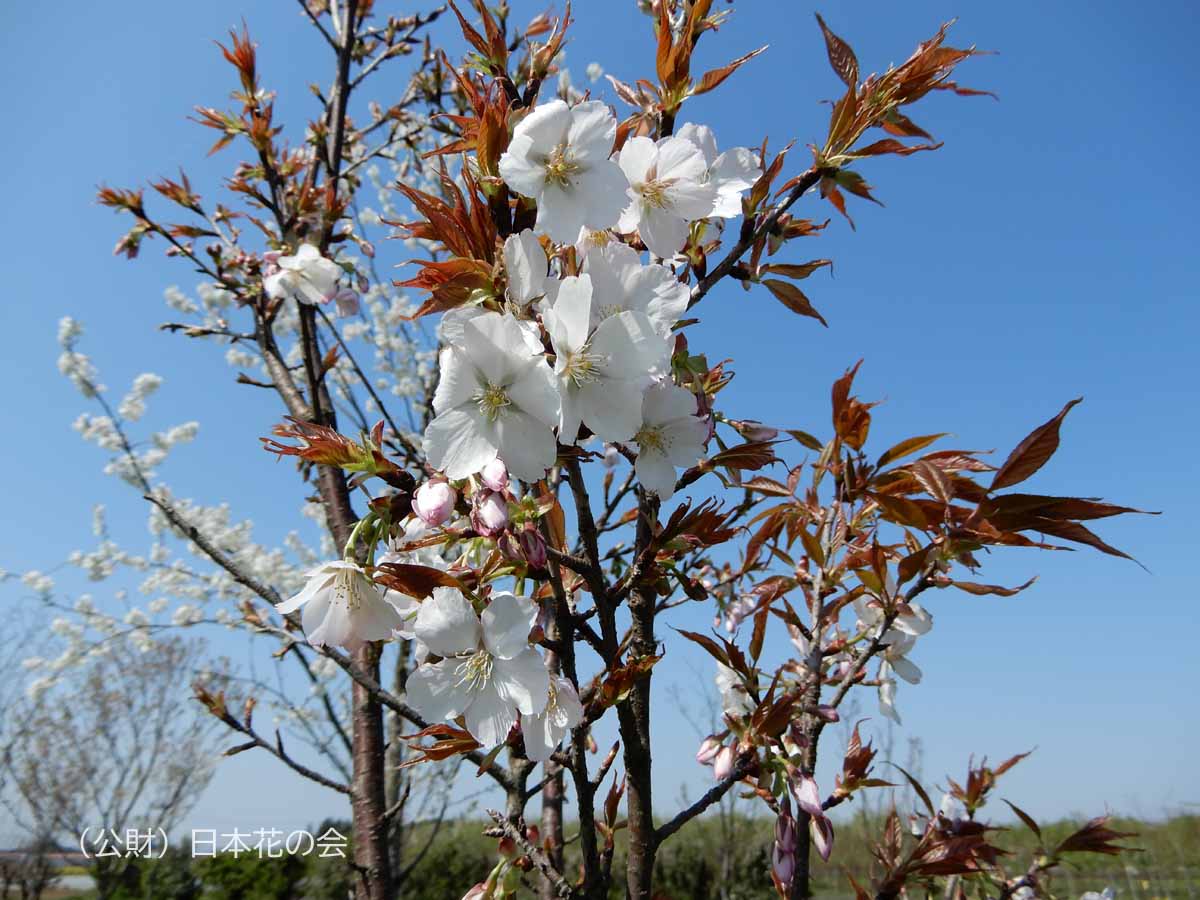 煙山紅山桜