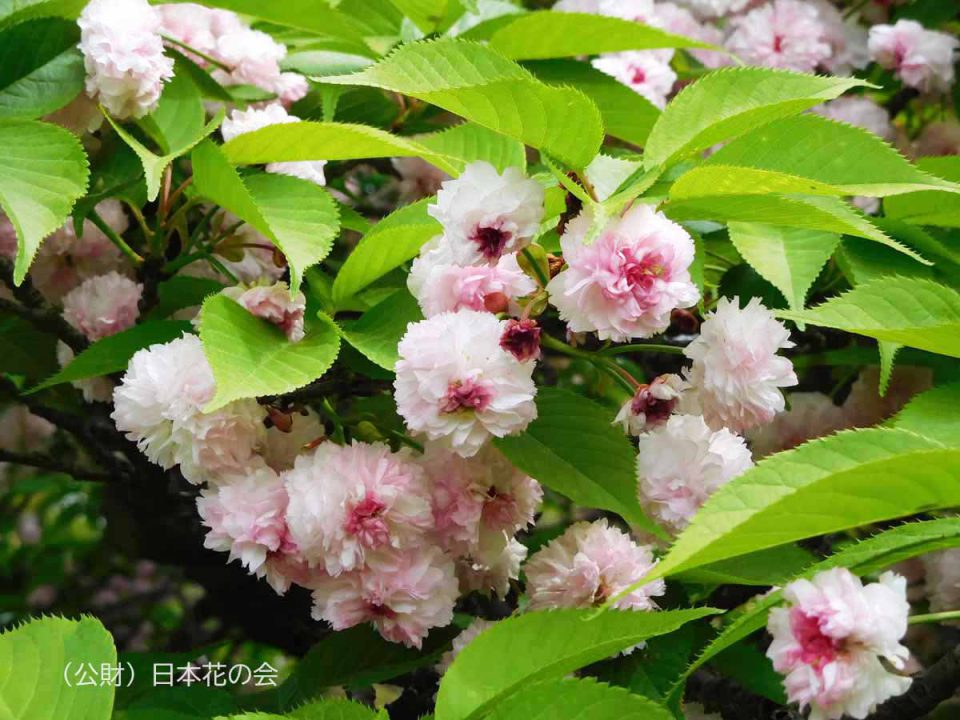 兼六園菊桜