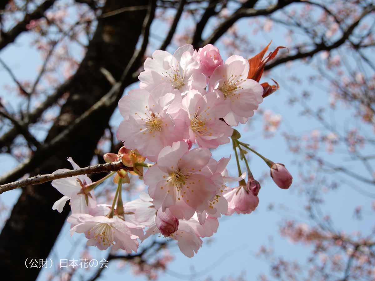 兼六園熊谷