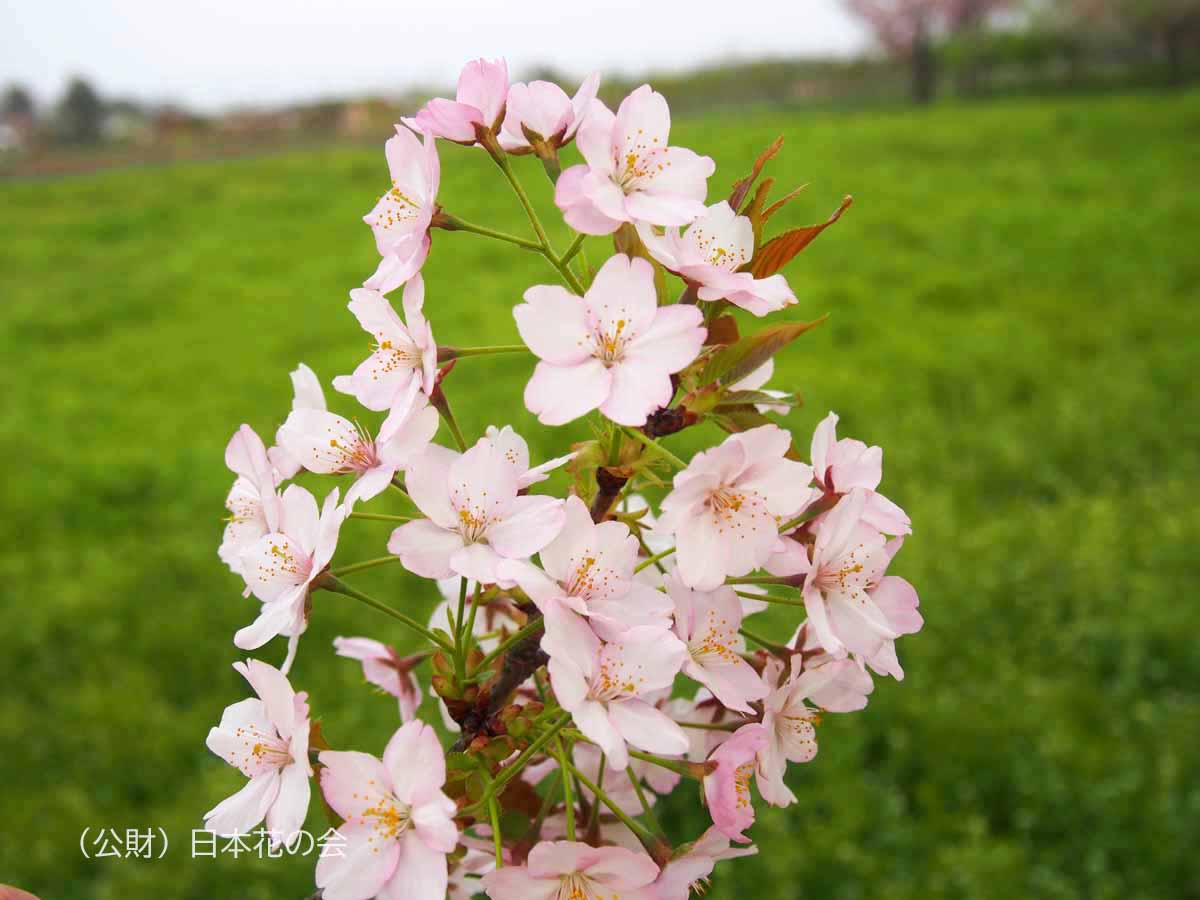小金井薄紅桜 桜図鑑 公益財団法人日本花の会