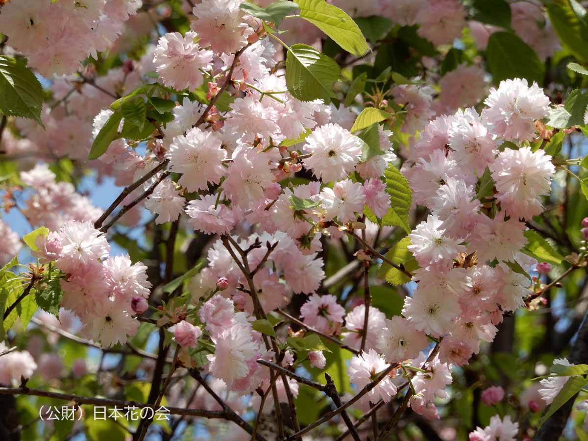 極楽寺桜