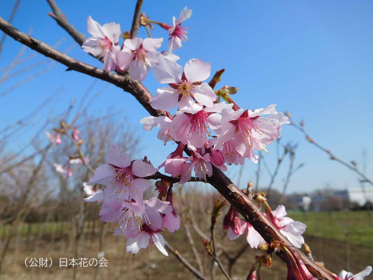 越の加茂桜