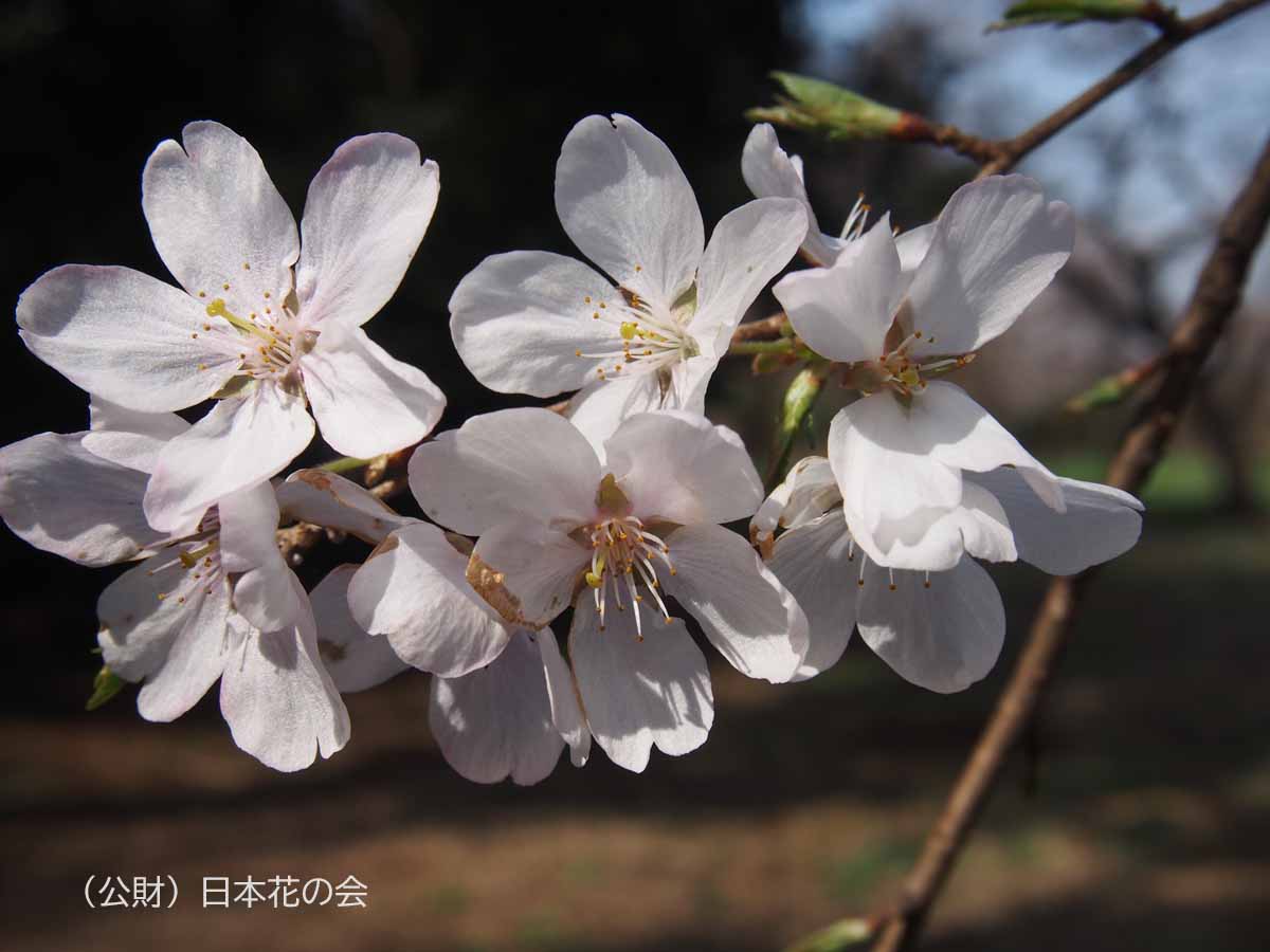 越の彼岸（木村株）