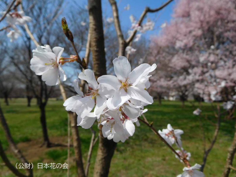 越の彼岸（越村原木）