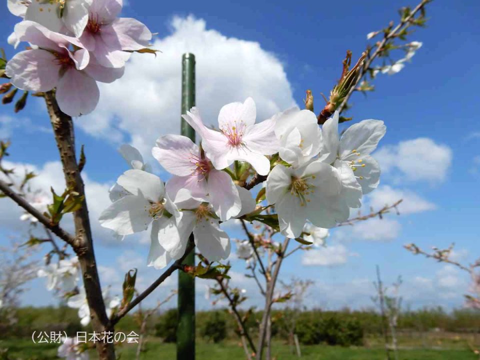 越の冬桜 | 桜図鑑|公益財団法人日本花の会