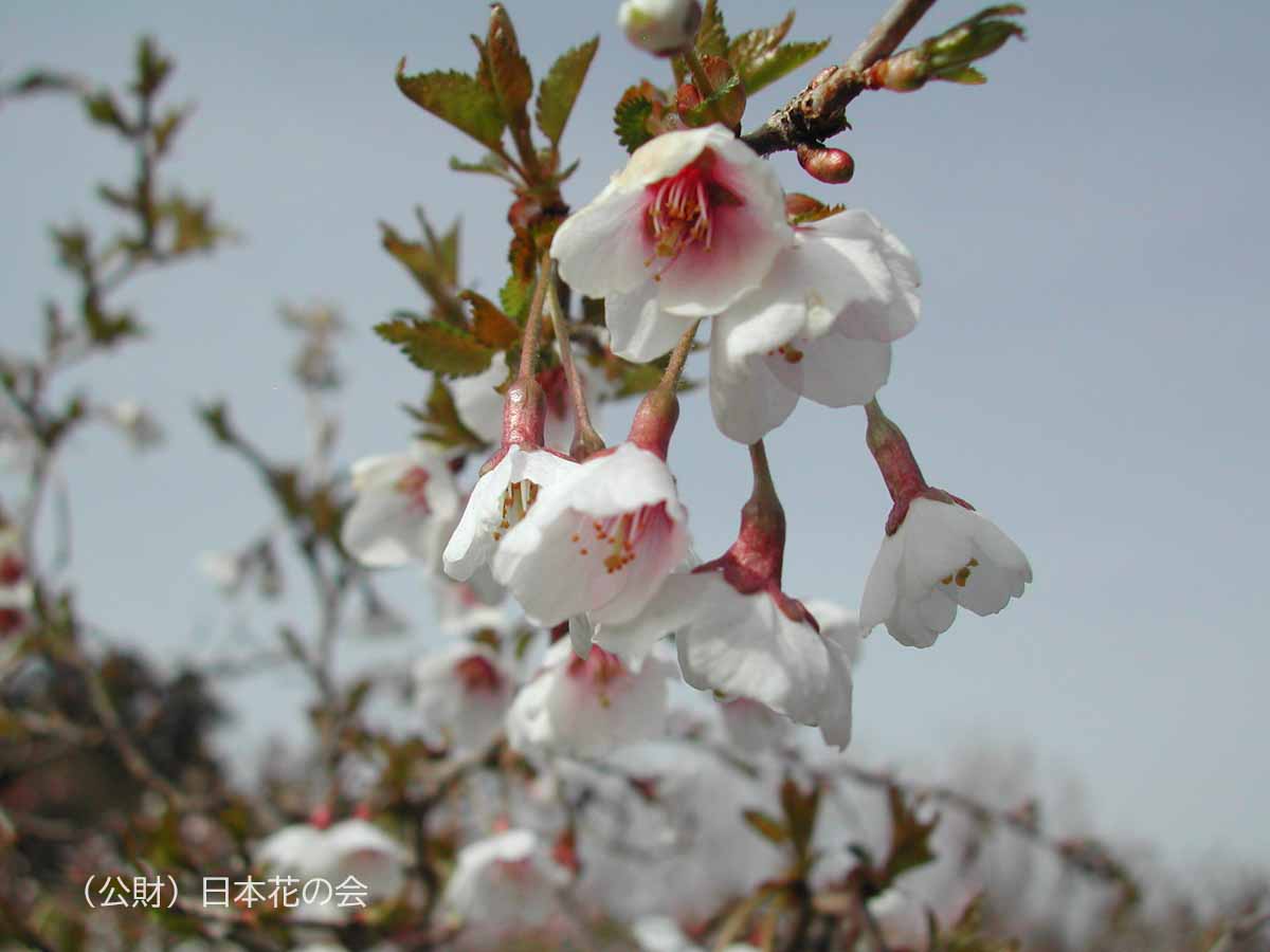 湖上の舞 | 桜図鑑｜公益財団法人日本花の会